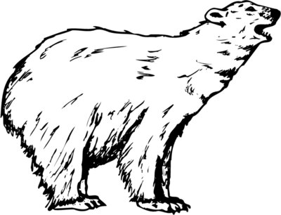 BEAR016